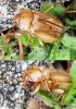 Rhizotrogus marginipes